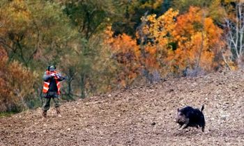 Battuta di caccia al cinghiale 